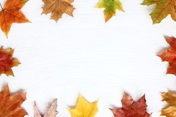 frame in autumn style/ flat lay maple leaves  white wooden surface top view