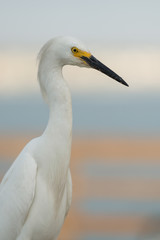 Egret profile at the Oceanside Pier in Oceanside, California