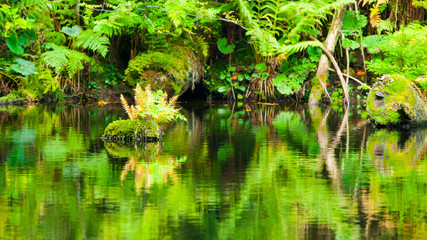 Lush greenery reflection in water surface of premeval forest lake, Boubin, Sumava Mountains, Czech Republic.