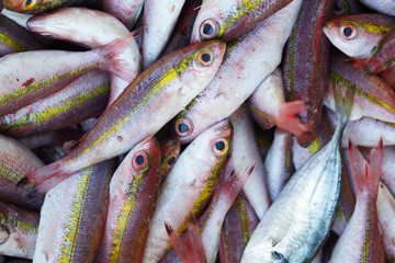 Fototapeta premium fresh fish for food preparation background.