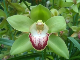 Beautiful orchid in Singapore