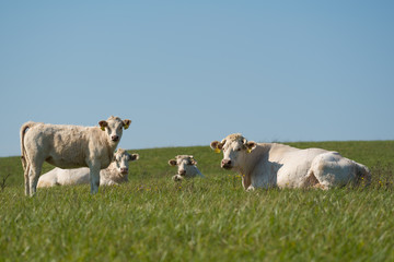 Obraz premium White cows on meadow
