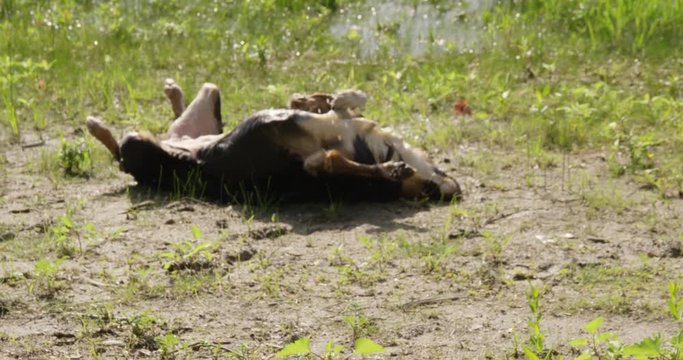 Australian shepard dog rolls on back - slow motion