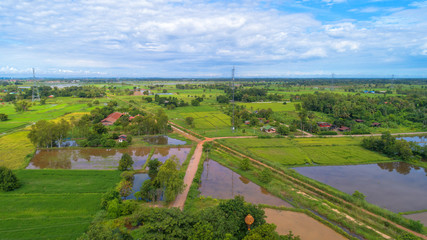 Fototapeta na wymiar Aerial shot from drone, paddy rice field with in Phitsanulok province, Thailand