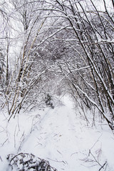 canadian forest in winter