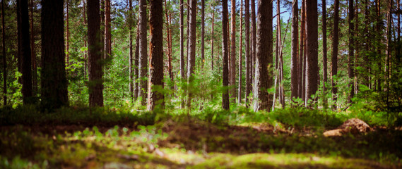 Fototapeta na wymiar Wild trees in forest