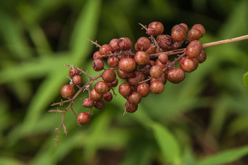 False Solomon's Seal Berries