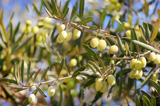 ripe green olives, grades syrian