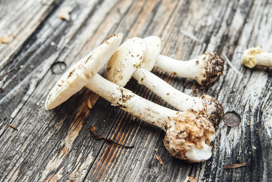 Poisonous mushroom, amanita citrina