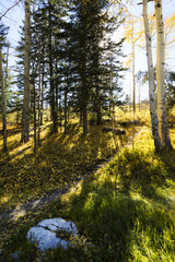beautiful forest trail with sunlight and trees in fall foliage 