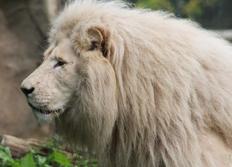 white african lion