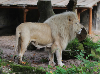 white african lion