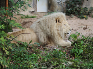 white african lion