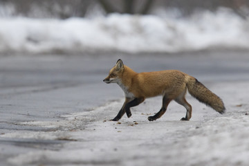 Red fox in winter