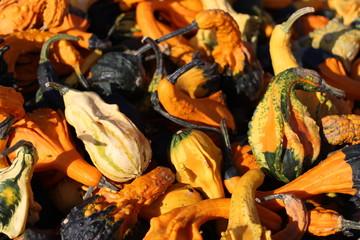 pumpkin, pumpkin's farm, farm, halloween, colors, beautiful, lovely fall, 