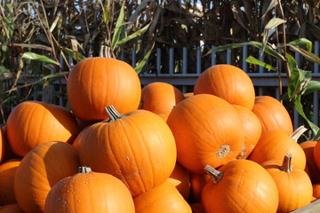 pumpkin, pumpkin's farm, farm, halloween, colors, beautiful, lovely fall, 