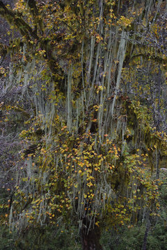 Moss and lichen on trees in fall colours