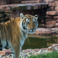 Close up photo portrait siberian tiger pursuing