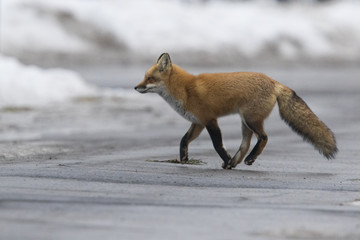 Red fox in winter