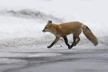 Red fox in winter