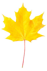 Isolated autumn yellow leaf on white background. Autumnal foliage  design  for posters, banners, flyers, wallpapers.