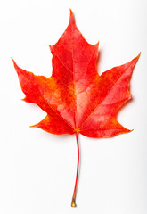 Isolated autumn red  leaf on white background. Autumnal foliage  design  for posters, banners, flyers, wallpapers.