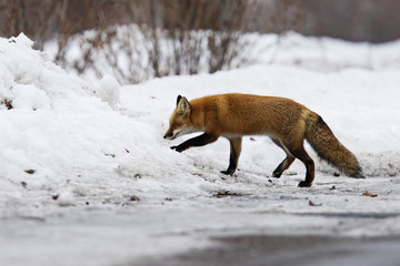 Red fox in winter