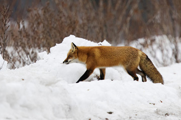Red fox in winter