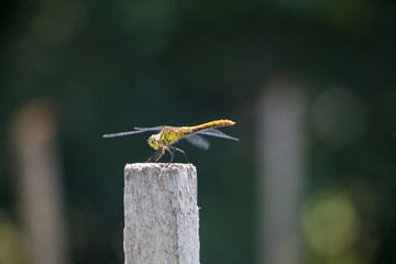 Dragonfly resting on a bough