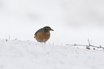 American Robin in winter