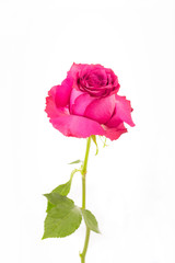 Pink Rose close up and isolated