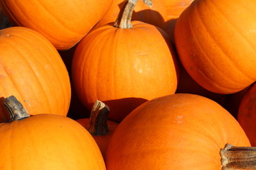 pumpkin, pumpkin's farm, farm, halloween, colors, beautiful, lovely fall, 