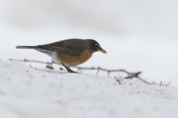 American Robin in winter