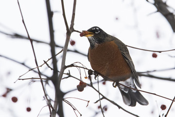 American Robin in winter