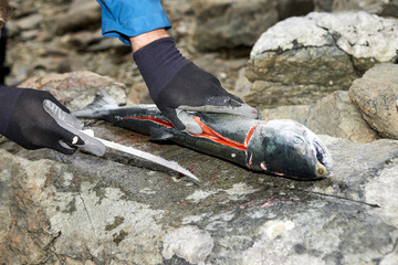 Person cutting fresh fish with knife