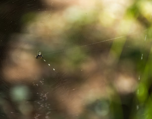 Spider Web