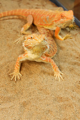 Pogona or Bearded dragon on sand