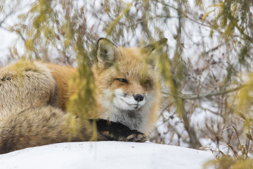 Fototapeta premium Red fox in winter