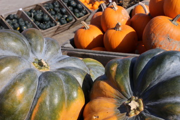 pumpkin, pumpkin's farm, farm, halloween, colors, beautiful, lovely fall, 