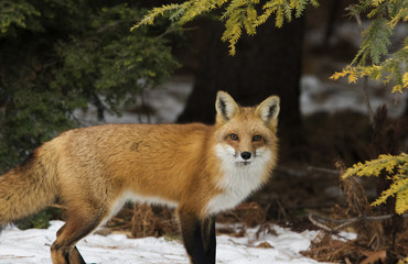 Naklejka na ściany i meble Red fox in winter
