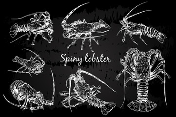Spiny lobster in sketch style