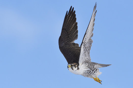 Saker falcon flying in blue sky
