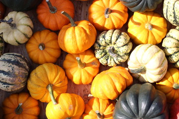 pumpkin, pumpkin's farm, farm, halloween, colors, beautiful, lovely fall, 