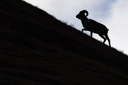 Silhouette of mountain sheep walking uphill