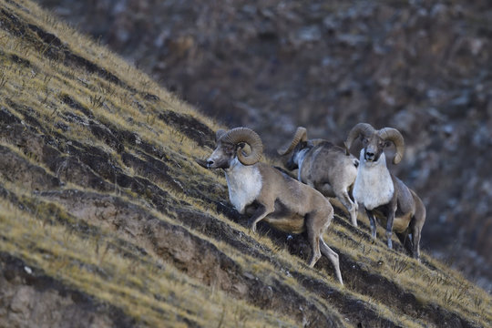 Mountain sheep in rocky landscape