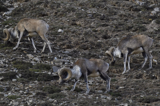 Mountain sheep in rocky landscape