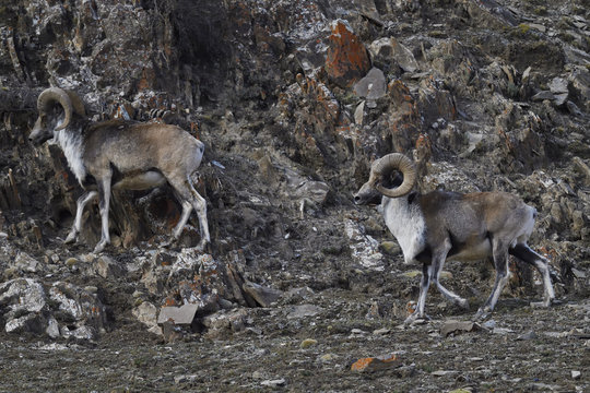 Mountain sheep in rocky landscape