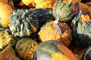 pumpkin, pumpkin's farm, farm, halloween, colors, beautiful, lovely fall, 