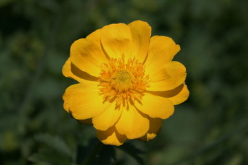 ranunculus   Лютик