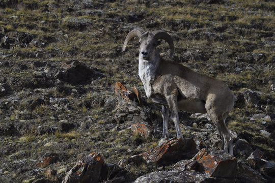 Mountain sheep in rocky landscape